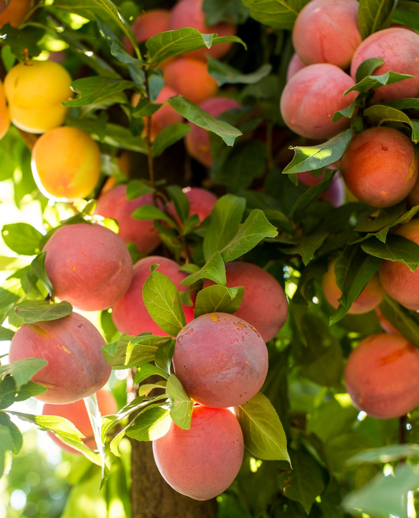 Fortune plum tree, red plum,extra large sweet fruit, cling stone 红布林李子