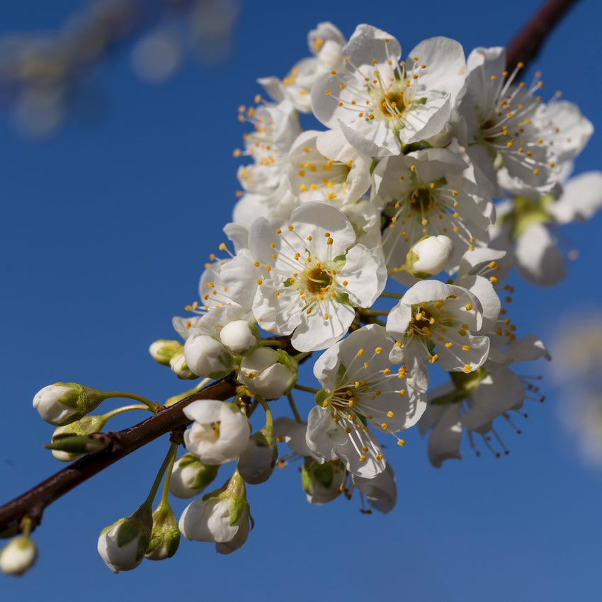 Fortune plum tree, red plum,extra large sweet fruit, cling stone 红布林李子