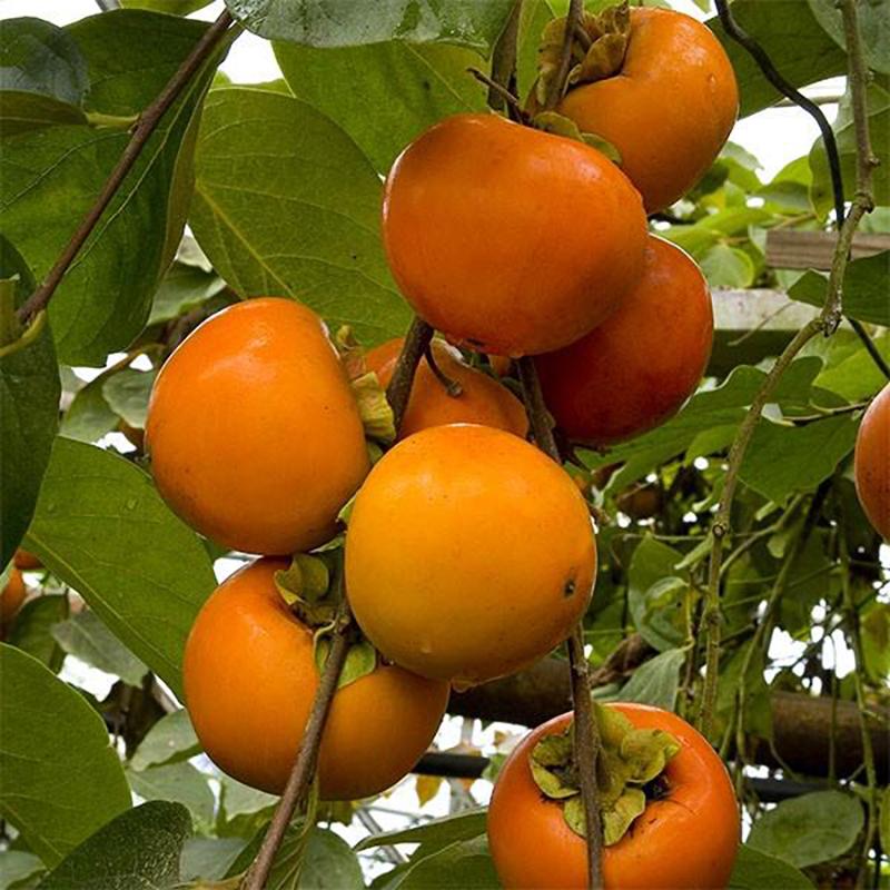 Giant Fuyu Japanese Persimmon Tree, 巨人 きょじん富有柿, 大玉富有日本甜柿