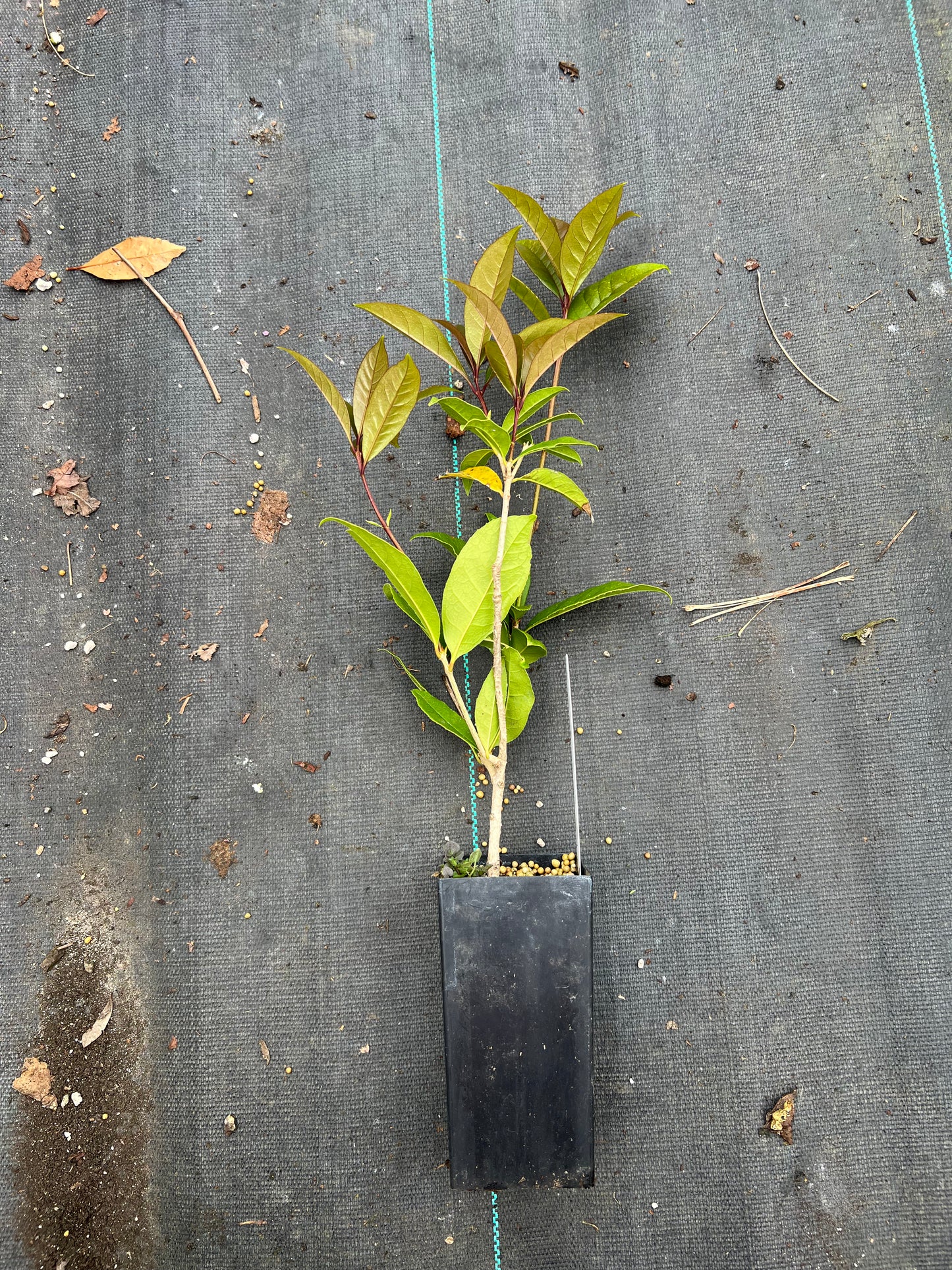 Gold Sweet Osmanthus tree, Fragnant Tea Olive, 金桂 ,桂花树苗 金木犀の花