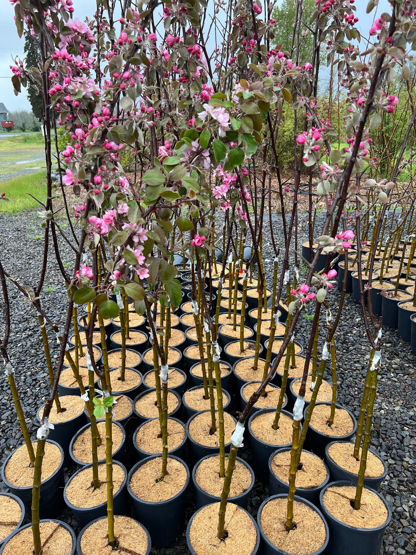 Almata red flesh apple tree, bare root