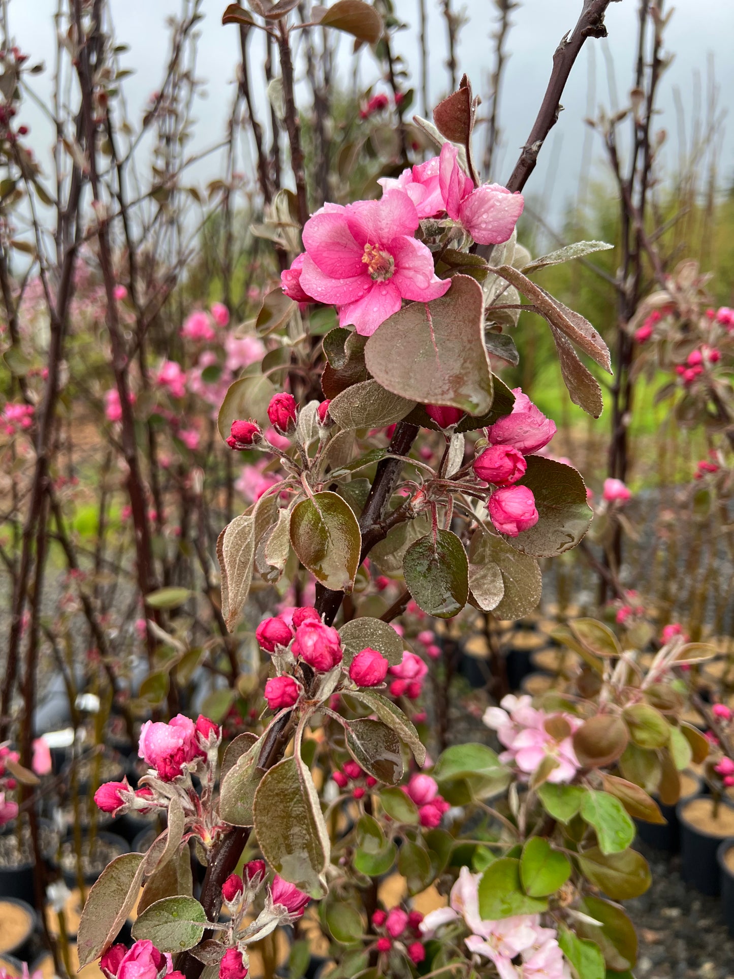 Almata red flesh apple tree, bare root