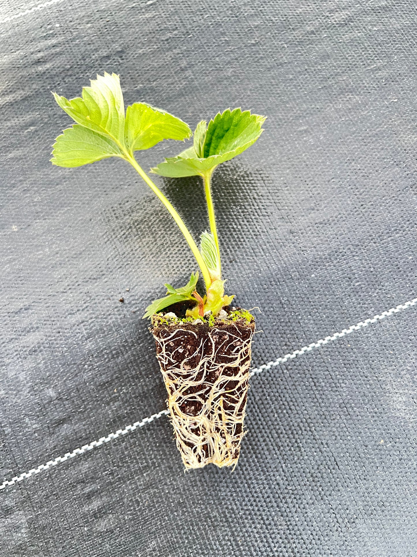 Japanese Angel's Strawberry, White Strawberry, 6 bare root plants,天使のいちご AE