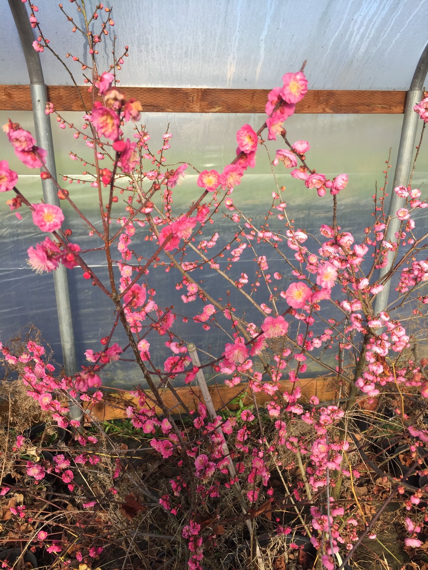 Peggy Clarke Japanese Flowering Apricot tree, Prunus Mume,Ume, bonsai ,梅花 US seller