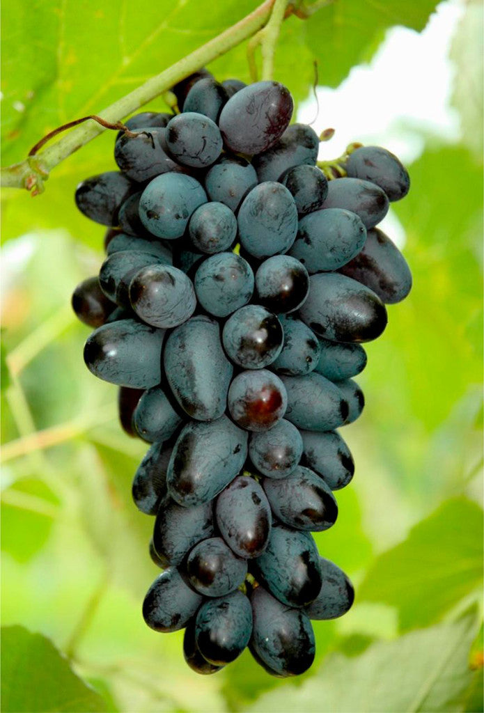 5pcs Joy seedless table grape cuttings