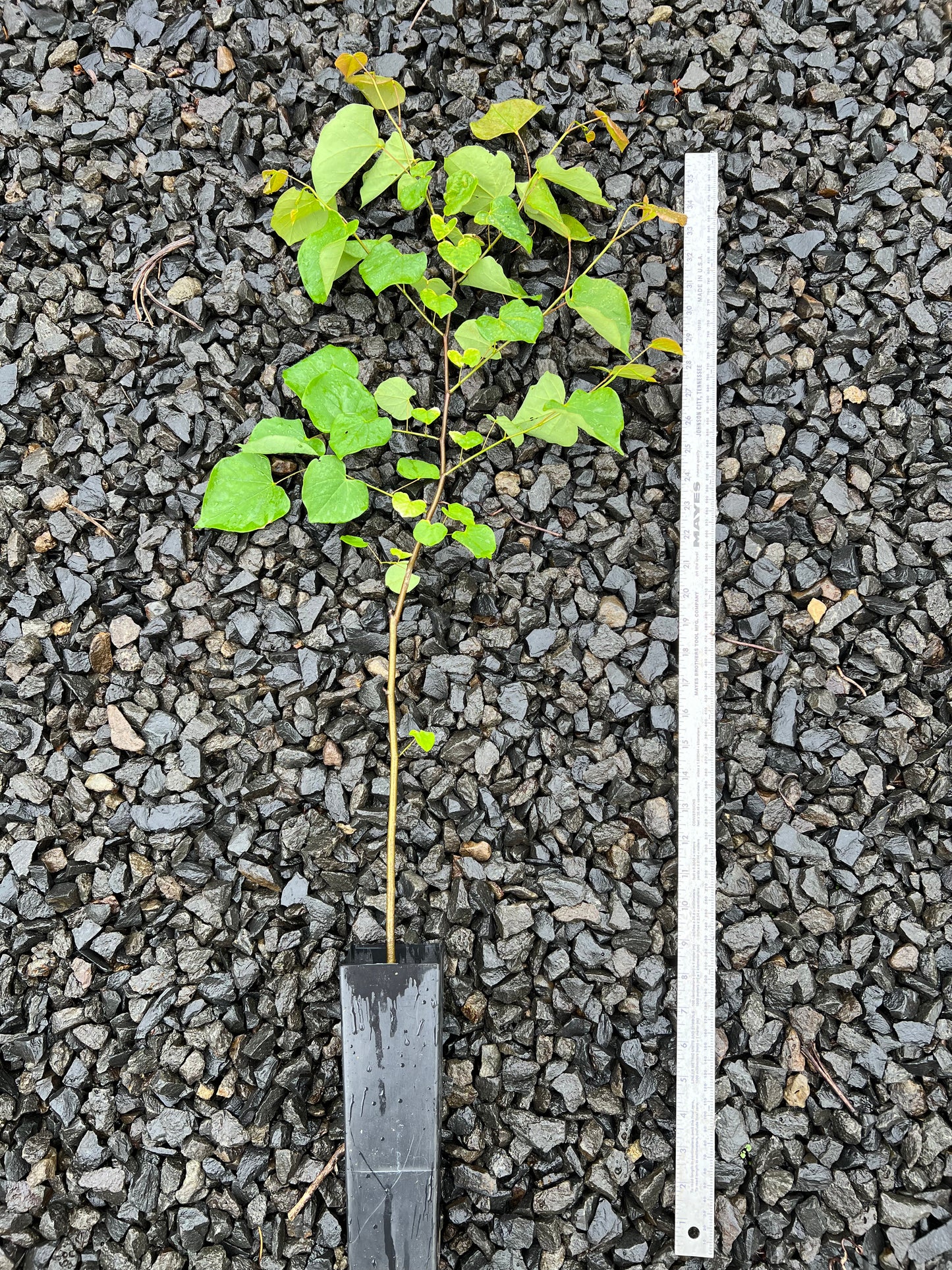 Eastern Redbud Tree, Cercis Canadensis, Potted, 2-3 feet tall, ハナズオウ花蘇芳 Hanazuou,紫荆