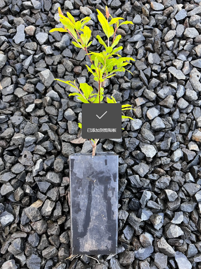 Cold Hardy Soft Seed Pomegranate Tree, 红如意石榴