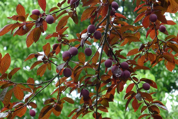 Hollywood Japanese flowering Plum plant 紫叶李 US Seller