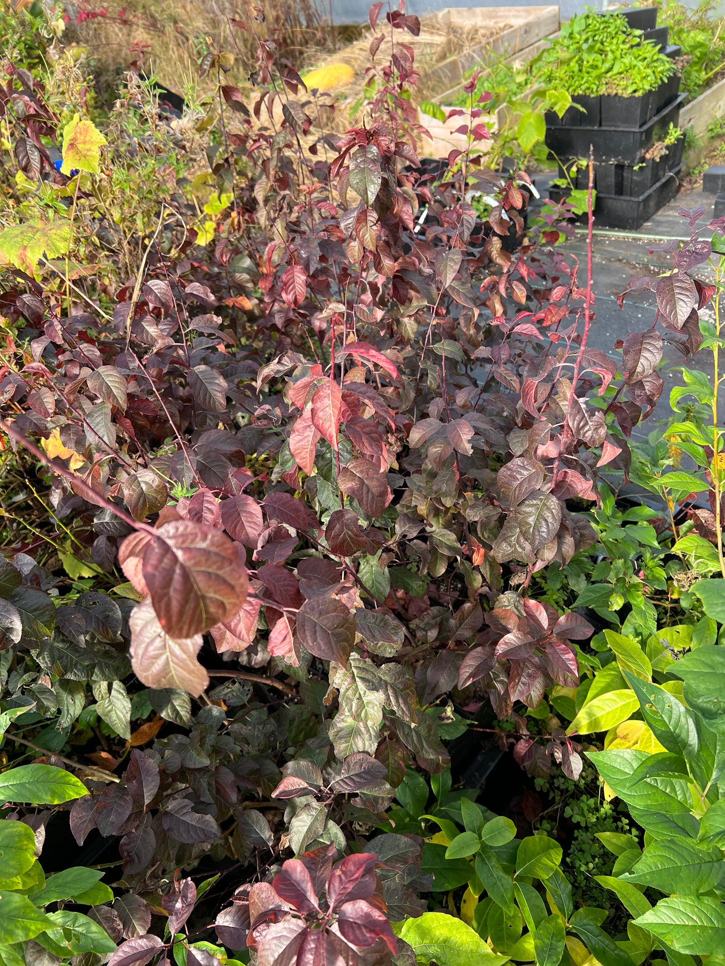 Hollywood Japanese flowering Plum plant 紫叶李 US Seller