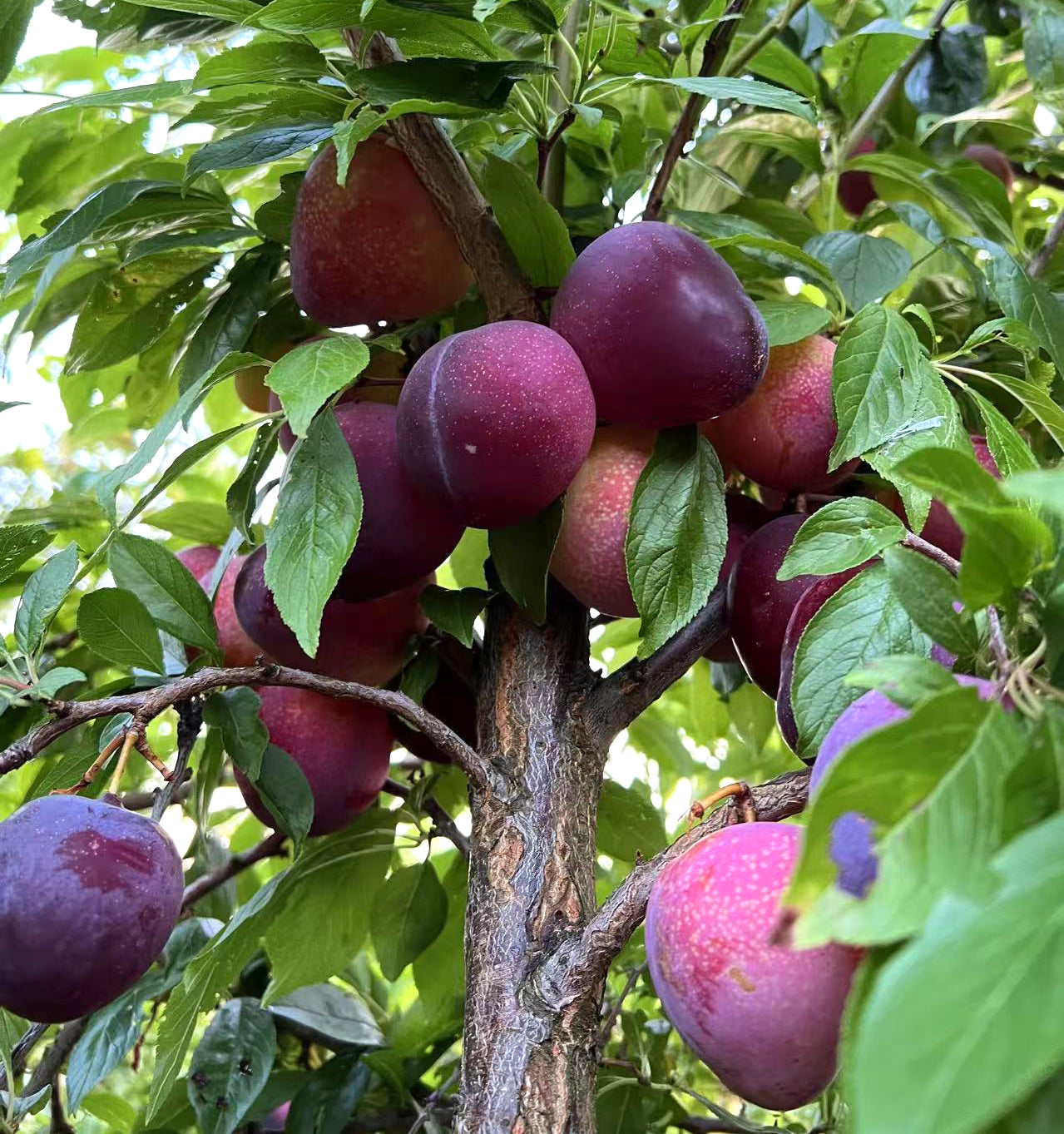 Beauty Plum Tree, Self-fruitful, 36" tall