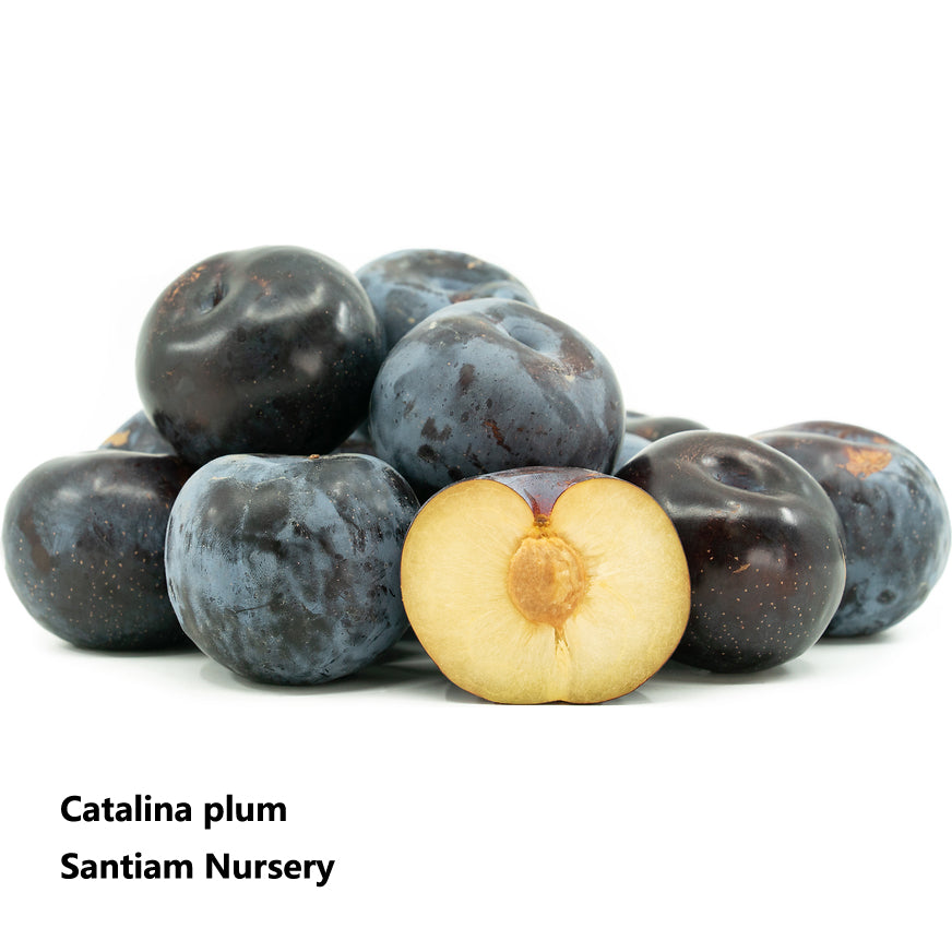 Catalina plum tree