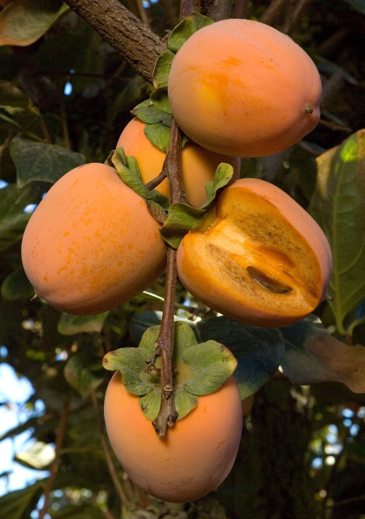 Tsuru Noko Aka Chocolate Japanese Persimmon Tree, Tsurunoko完全甘柿, 鹤之子日本甜柿
