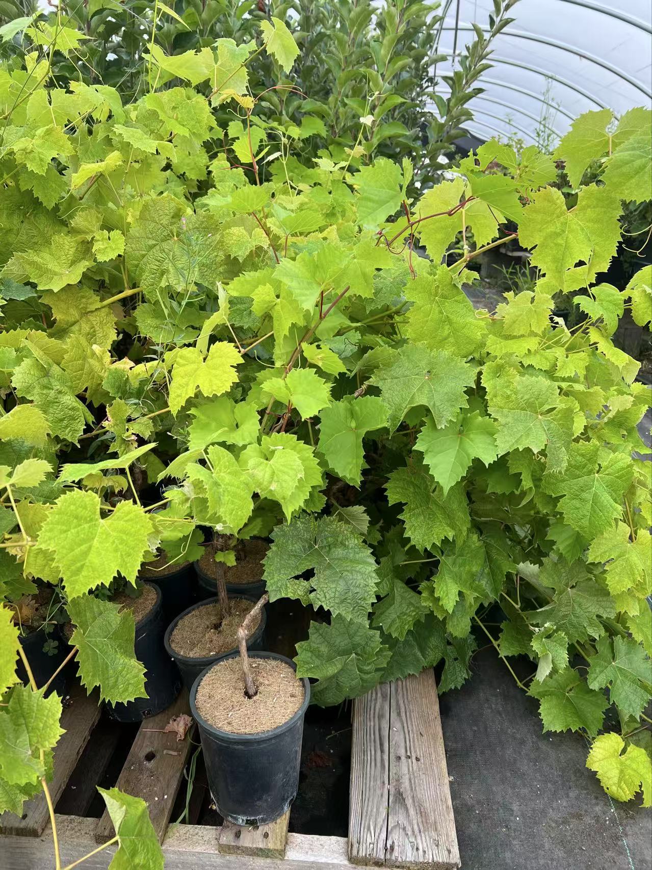 Shine Muscat Premium Japanese Grape plant on 3309 C, bare root,晴王麝香葡萄,シャインマスカット, 阳光玫瑰葡萄苗 ,香印青提 US Seller