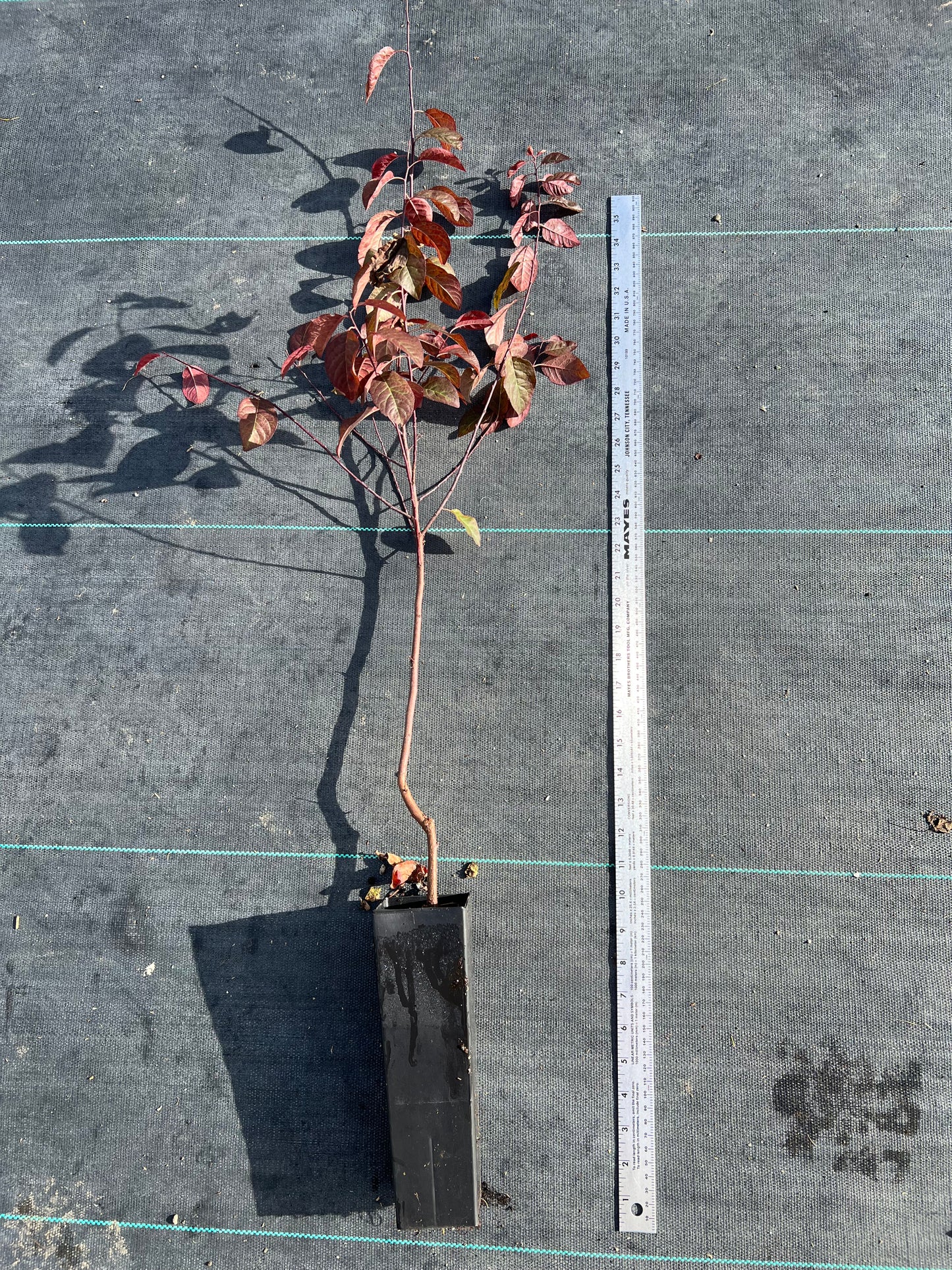 Hollywood Japanese flowering Plum plant 紫叶李 US Seller