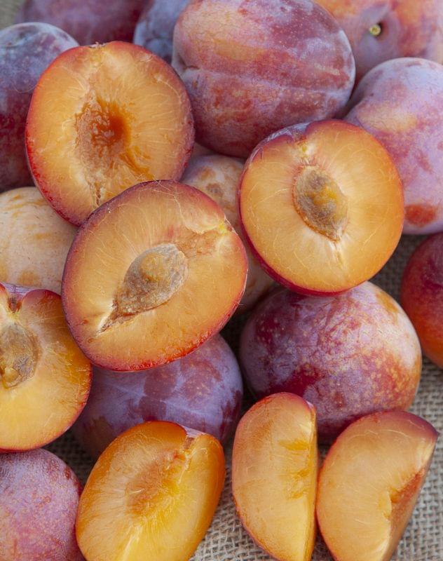Flavor Punch Pluerry tree, cherry plum. Bare root.