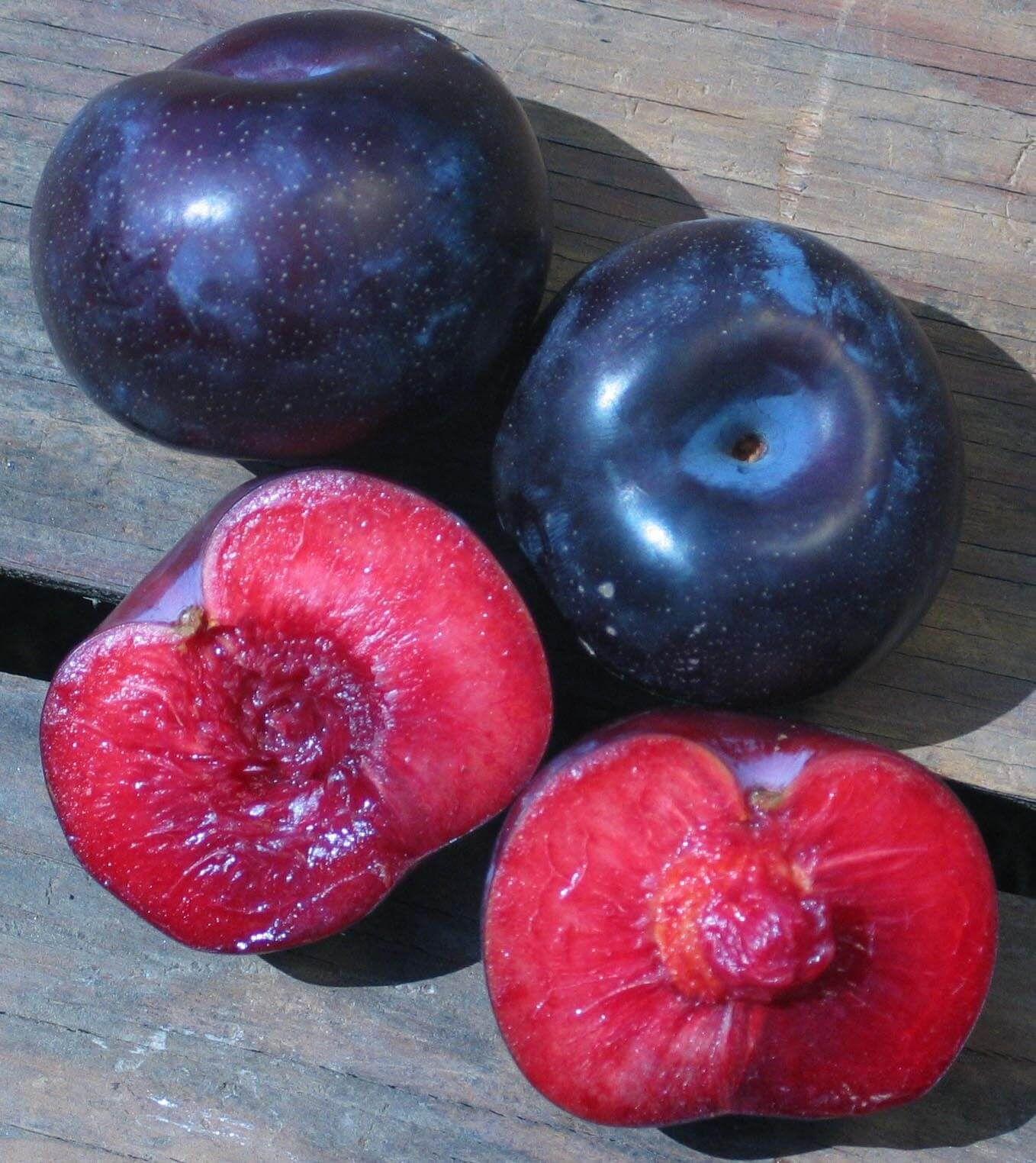 Flavorosa Pluot tree, bare root US Seller