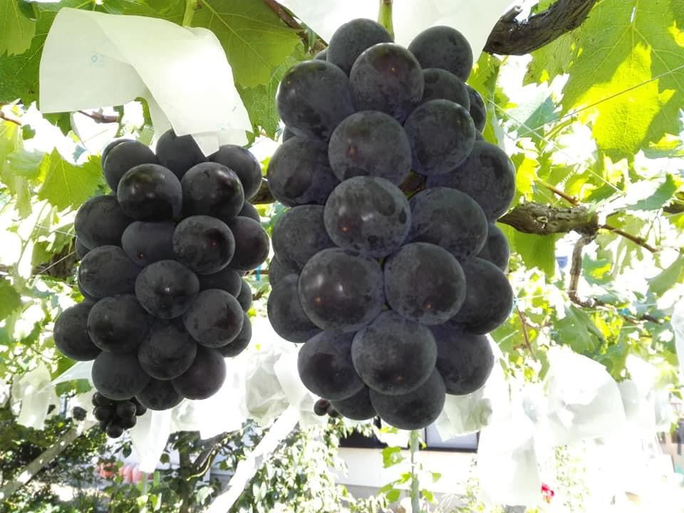 Japanese Fujiminori Giant table grape plant, 藤稔葡萄/乒乓球葡萄 US seller