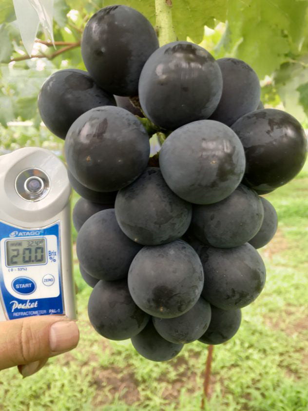 Japanese Fujiminori Giant table grape plant, 藤稔葡萄/乒乓球葡萄 US seller