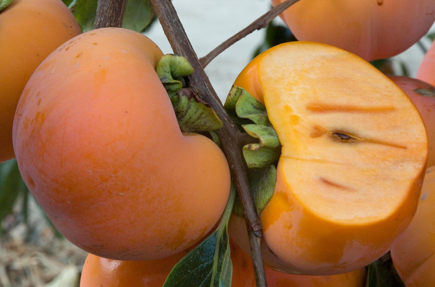 Giant Fuyu Japanese Persimmon Tree, 巨人 きょじん富有柿, 大玉富有日本甜柿