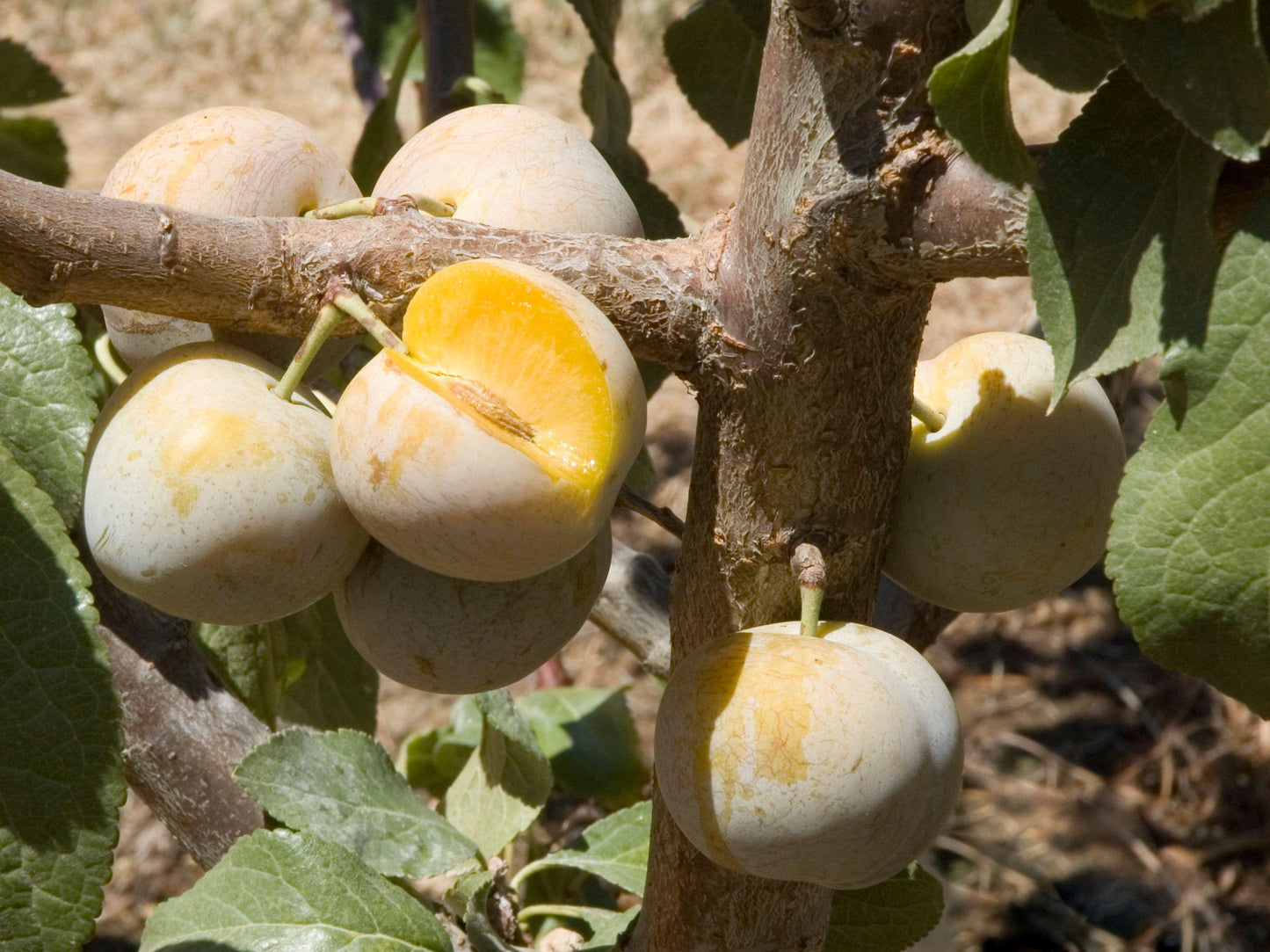 Green Gage (Bavay's) Prune Tree. European type plum, Prune Plum. Bare Root
