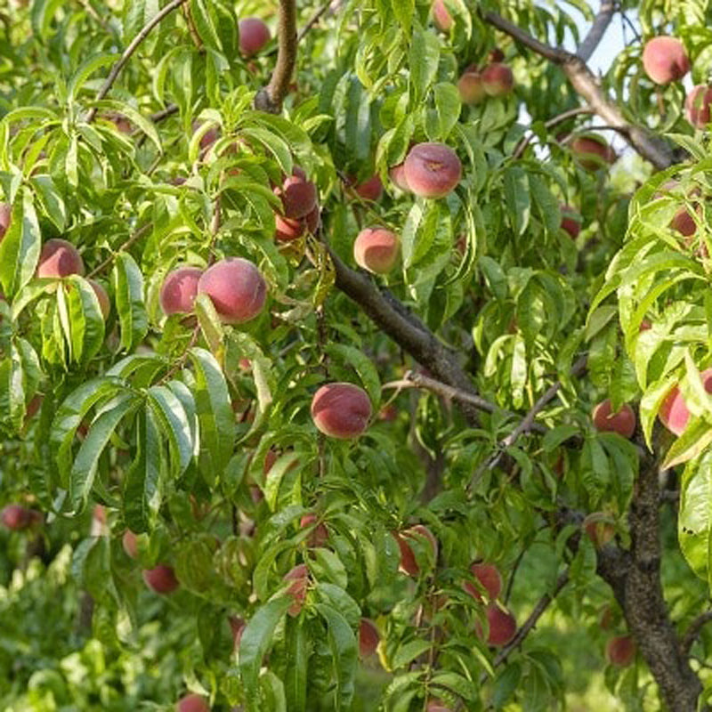 Indian Free Peach Tree, Bare Root, 3 feet tall