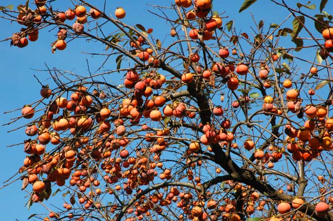 Zenji-Maru Chocolate Persimmon tree, bare root 禅寺丸柿(ぜんじまるがき)