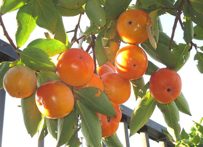 Zenji-Maru Chocolate Persimmon tree, bare root 禅寺丸柿(ぜんじまるがき)