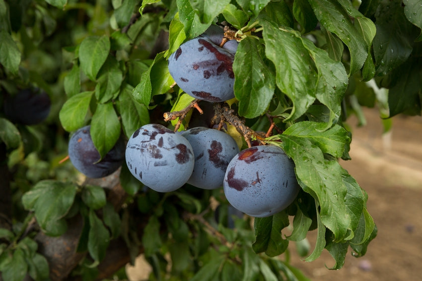 Owen T plum tree