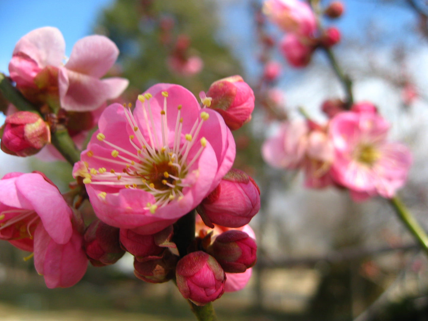 Peggy Clarke Japanese Flowering Apricot tree, Prunus Mume,Ume, bonsai ,梅花 US seller