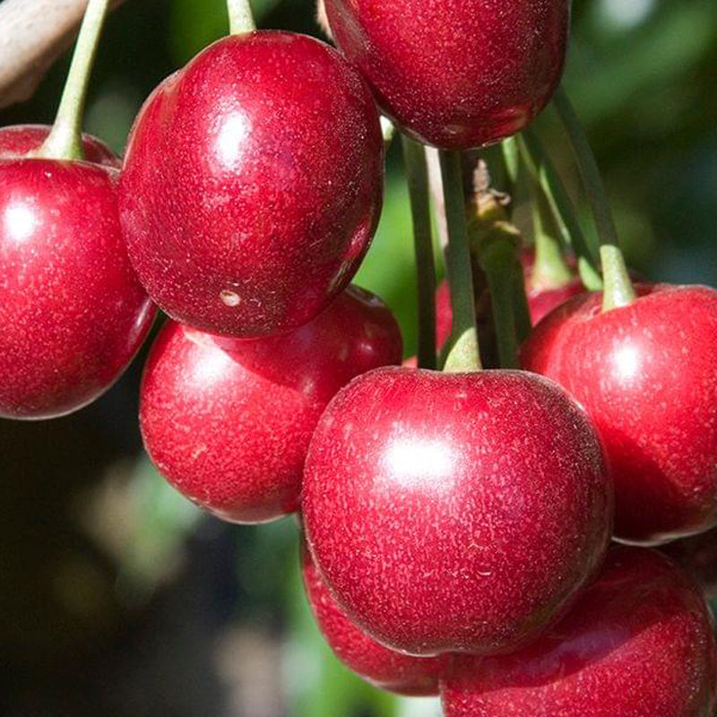 Pre Sale 2026 Royal Lee Sweet Cherry Tree, Bare Root, 1/2", Low Chill