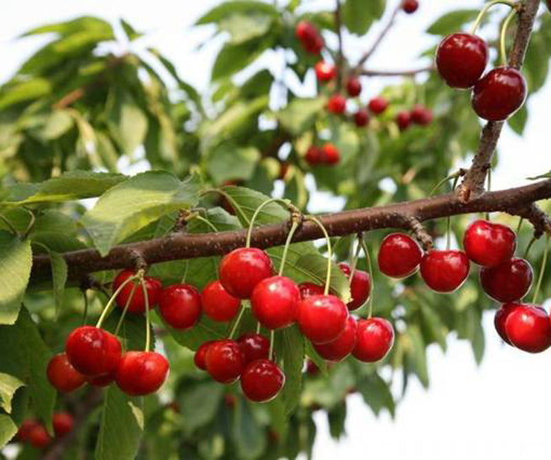 Pre Sale 2026 Royal Lee Sweet Cherry Tree, Bare Root, 1/2", Low Chill