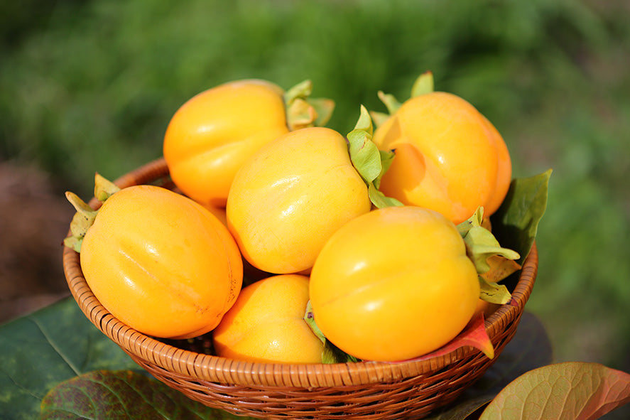Saijo Persimmon tree,bare root. 西条柿(さいじょうがき)