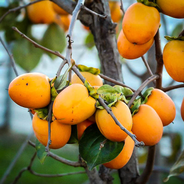 Saijo Persimmon tree,bare root. 西条柿(さいじょうがき)