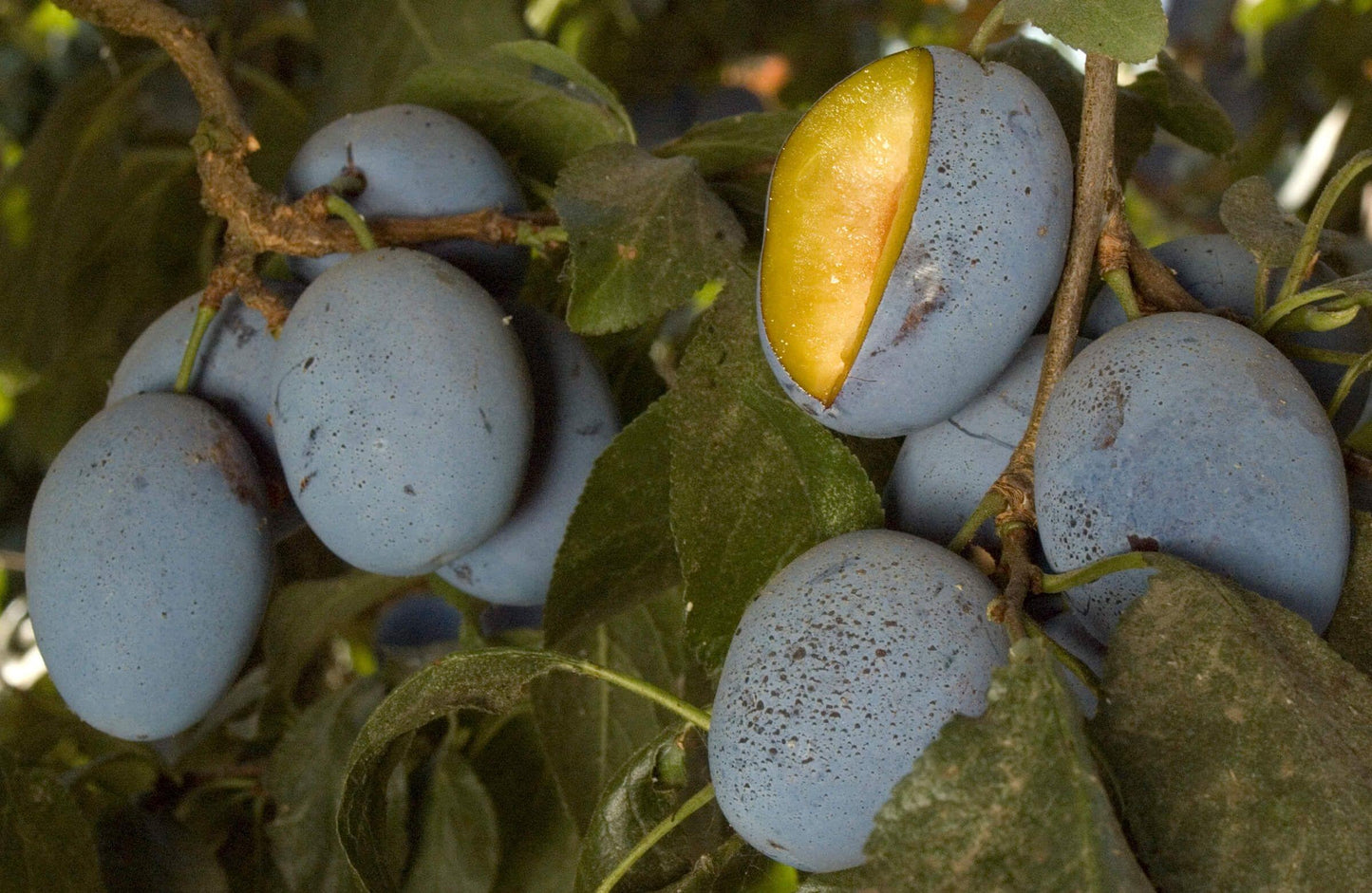 Stanley Prune, Prune Plum, European type plum, プルーン 西梅 Bare Root