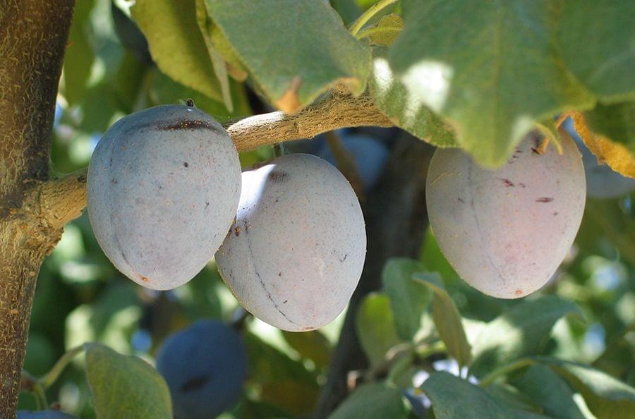 Sugar Prune Tree, Prune Plum, European type plum. プルーン 西梅 Bare Root