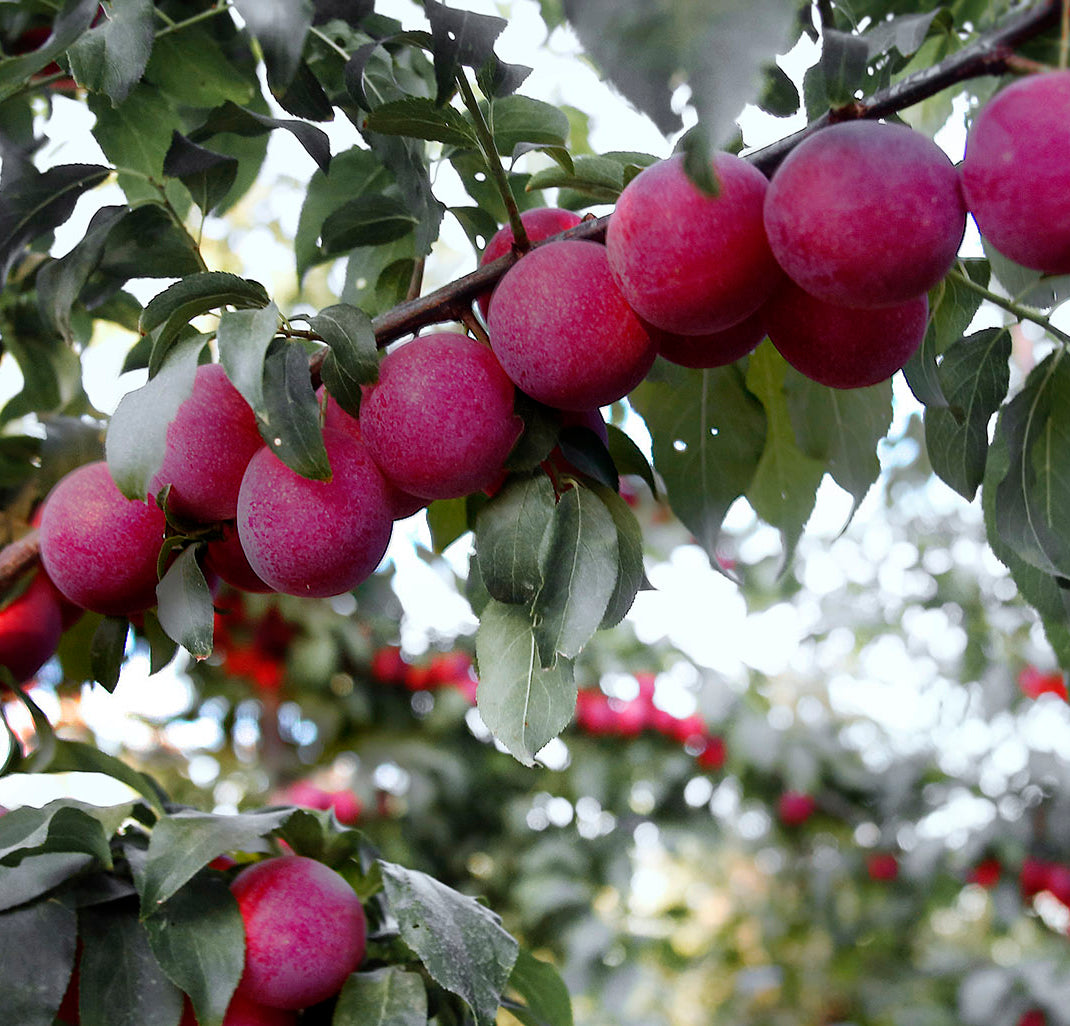 Sweet Treat Pluerry Tree,Bare Root, Cherry Plum Hybrid,plant 樱桃李