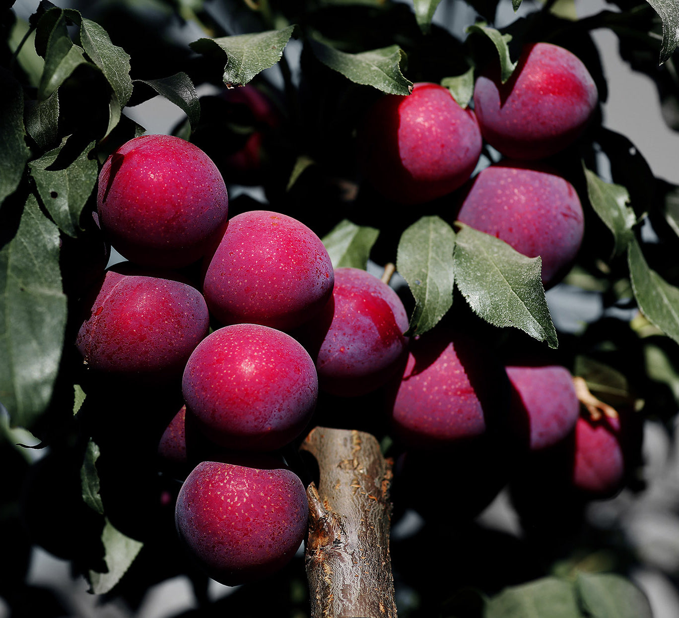 Sweet Treat Pluerry Tree,Bare Root, Cherry Plum Hybrid,plant 樱桃李