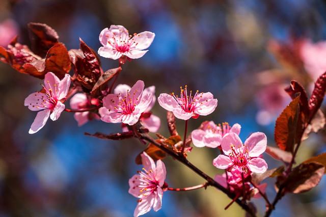 Hollywood Japanese flowering Plum plant 紫叶李 US Seller