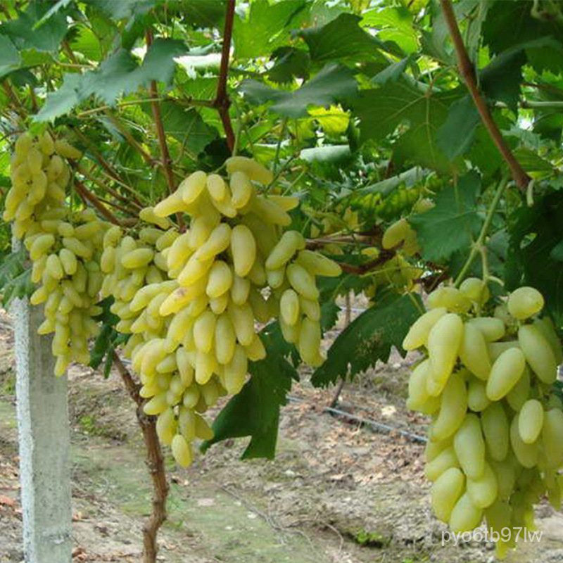 Japanese Gold Finger table grape cuttings 6X 金手指葡萄插条