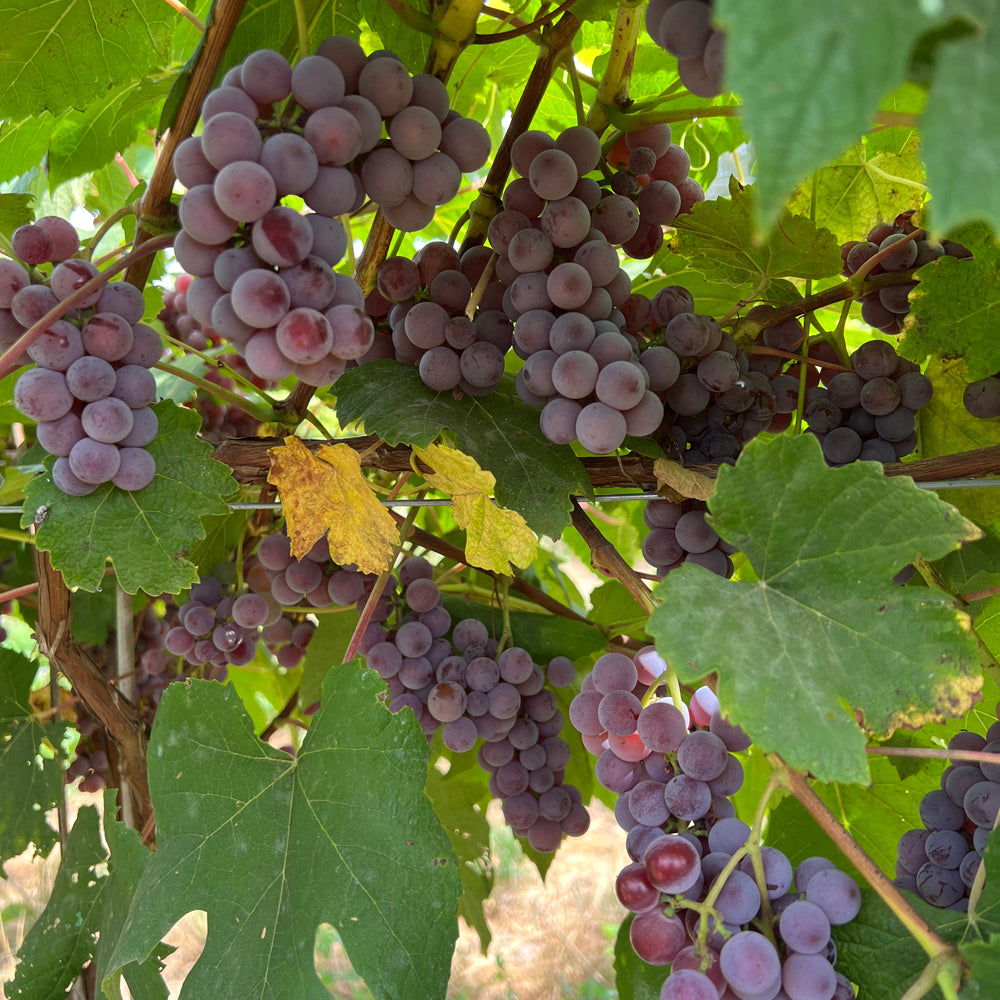 Canadice seedless table grape cuttings 6X