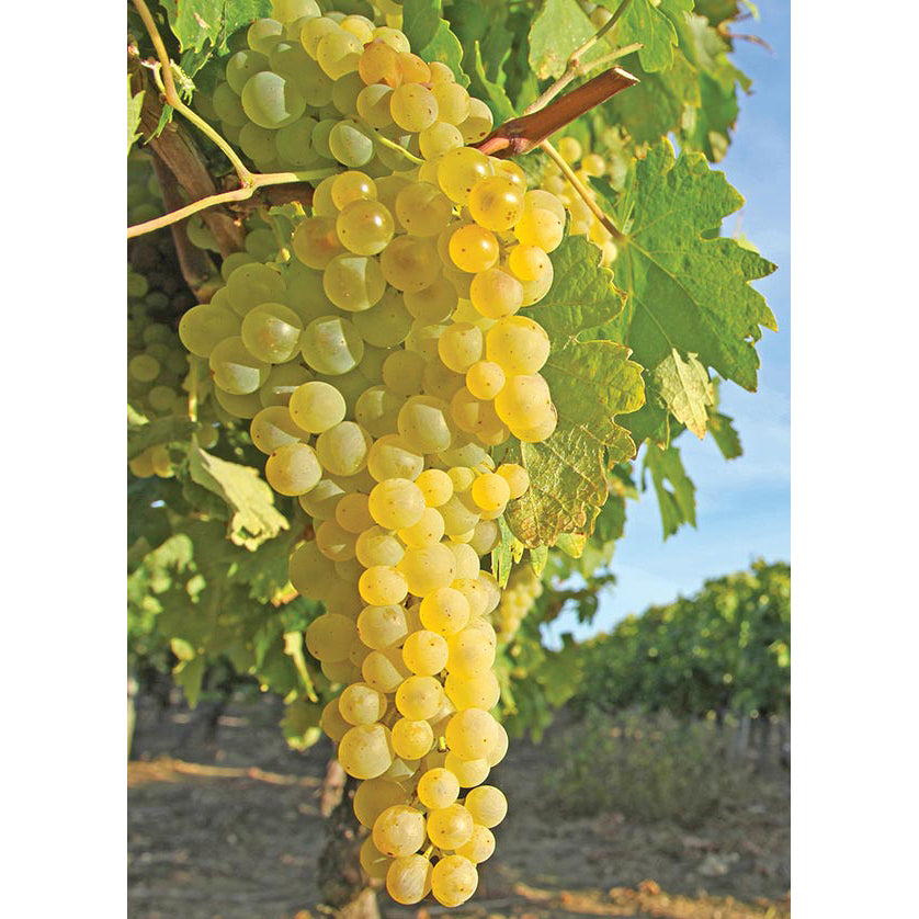 Himrod seedless table grape cuttings 6X 喜乐无核葡萄插条