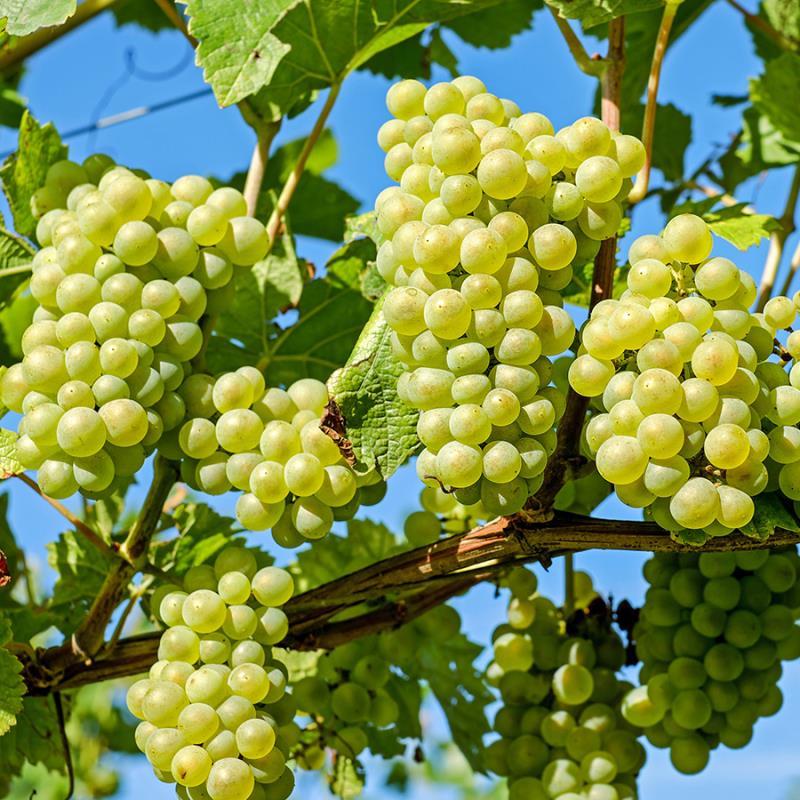 Niagara seeded table grape cuttings 6X 水晶葡萄插条
