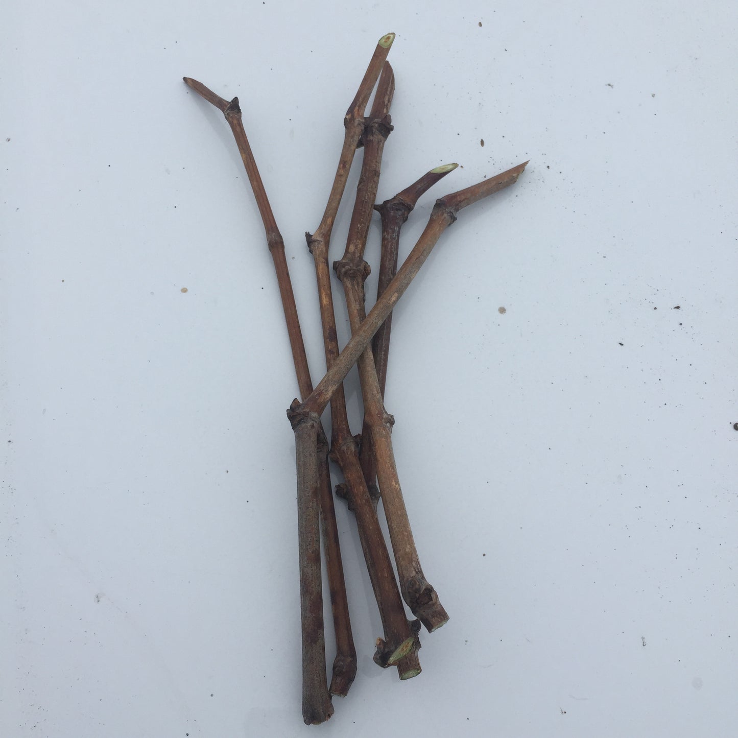 Japanese Fujiminori giant table grape cuttings 6X 日本藤稔葡萄 乒乓葡萄 巨大粒