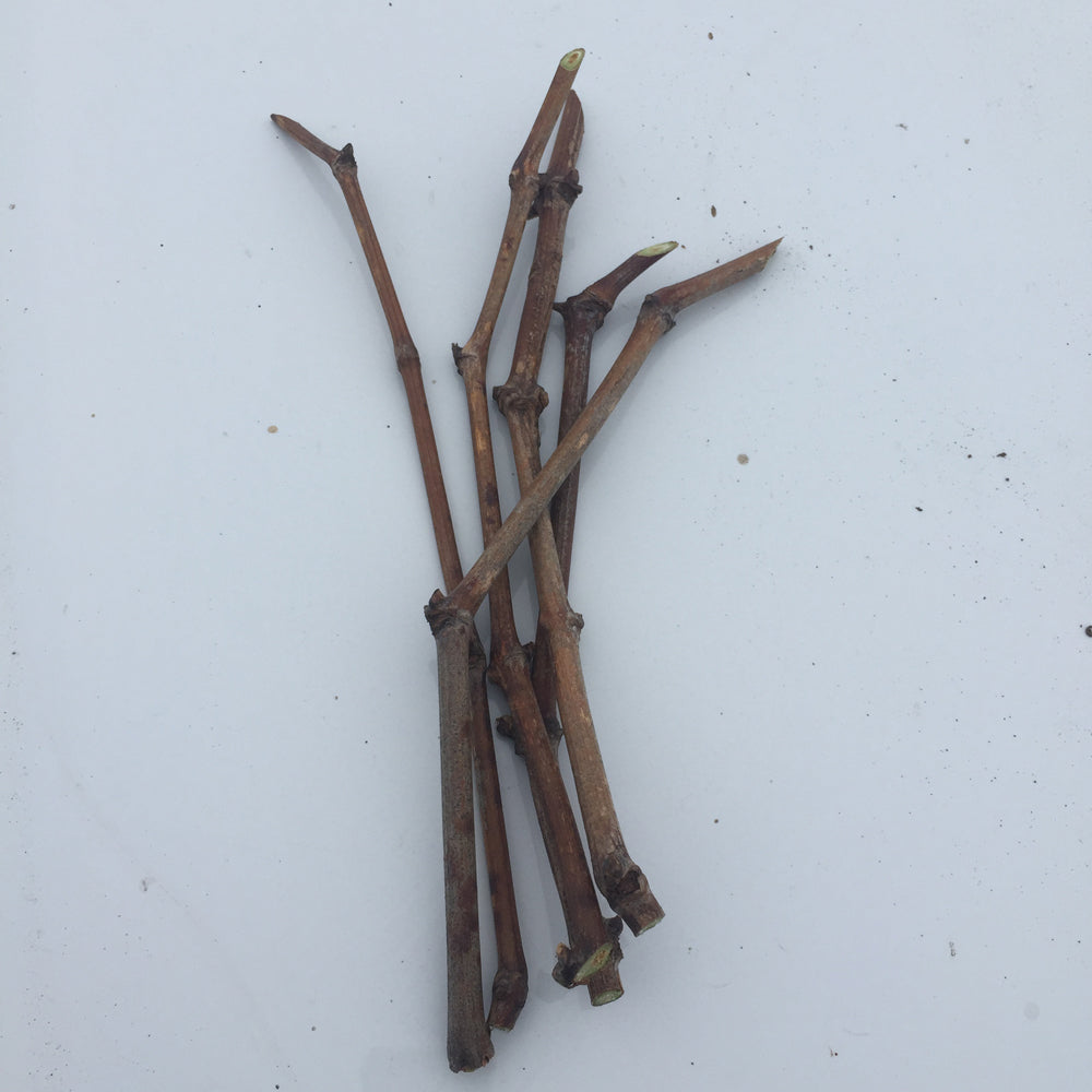 Early Muscat table grape seeded cuttings 6X 麝香葡萄,黄金玫瑰香葡萄插条