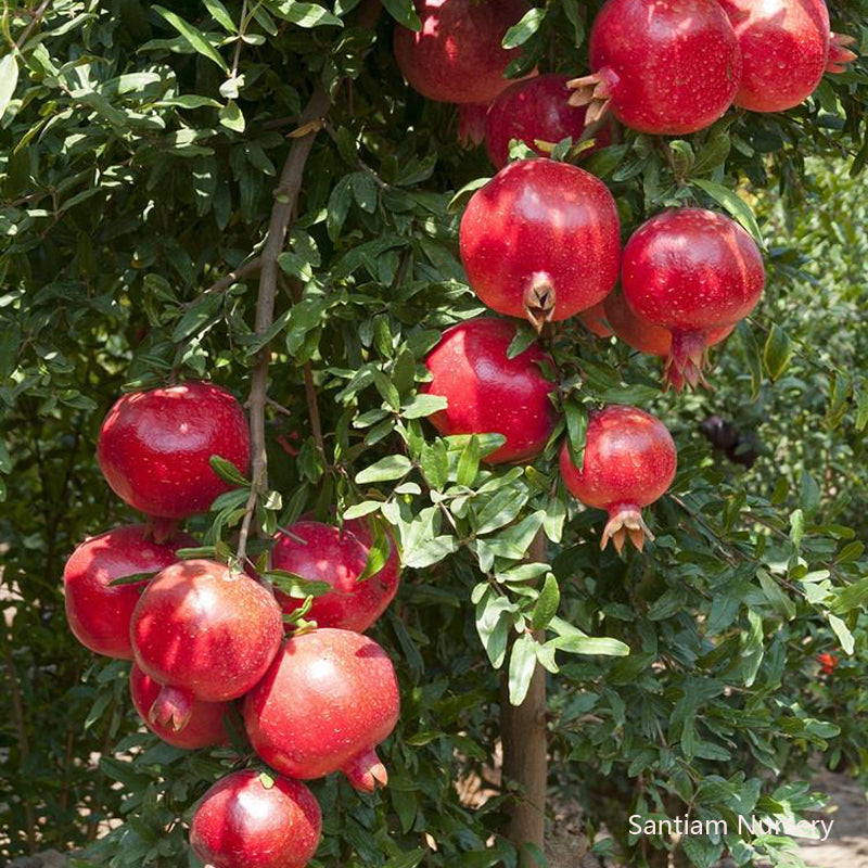 Pomegranate