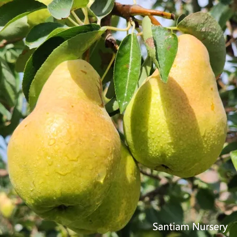 European Pear