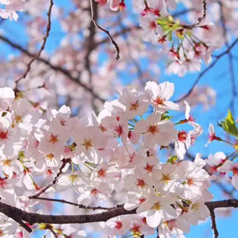 Flowering Cherry