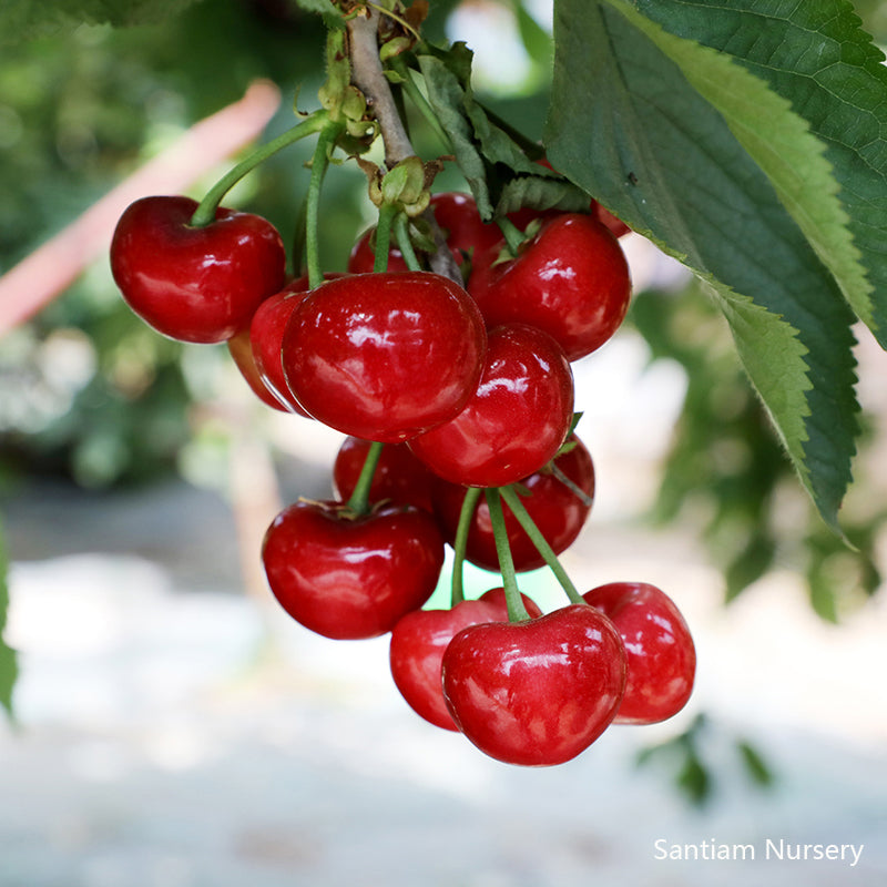 Cherries