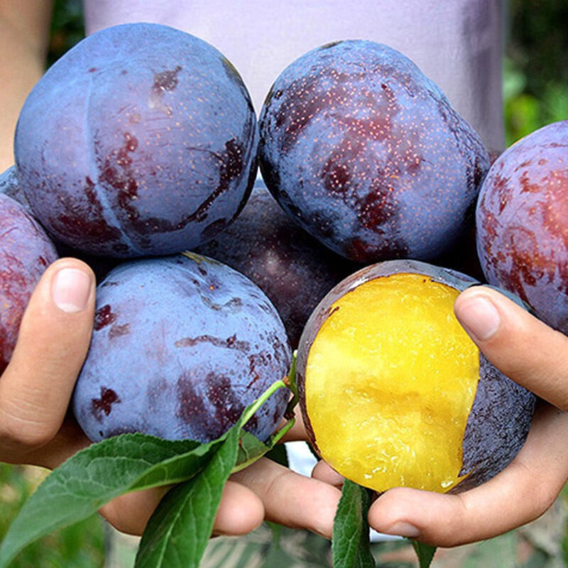 Plums and Prunes