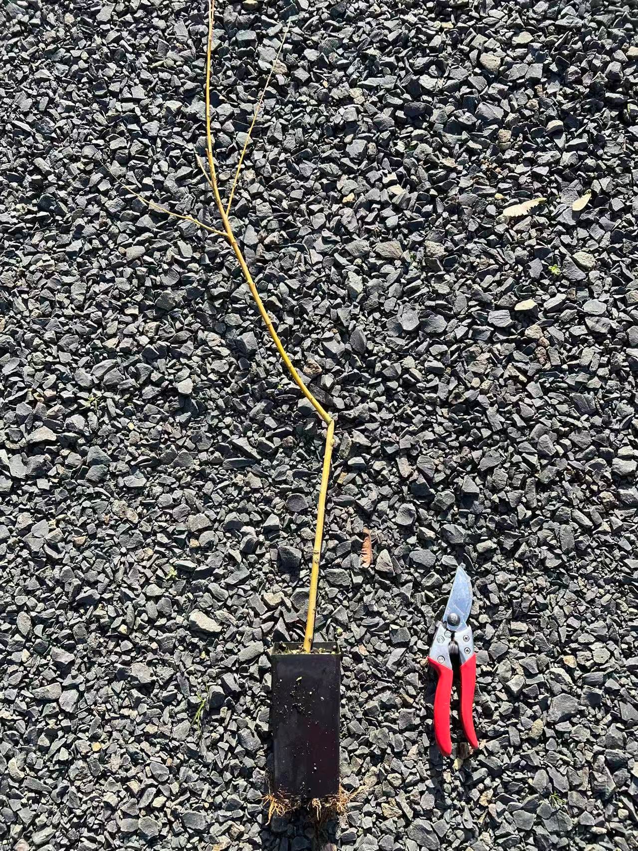 Golden weeping willow plant , perfect for bonsai